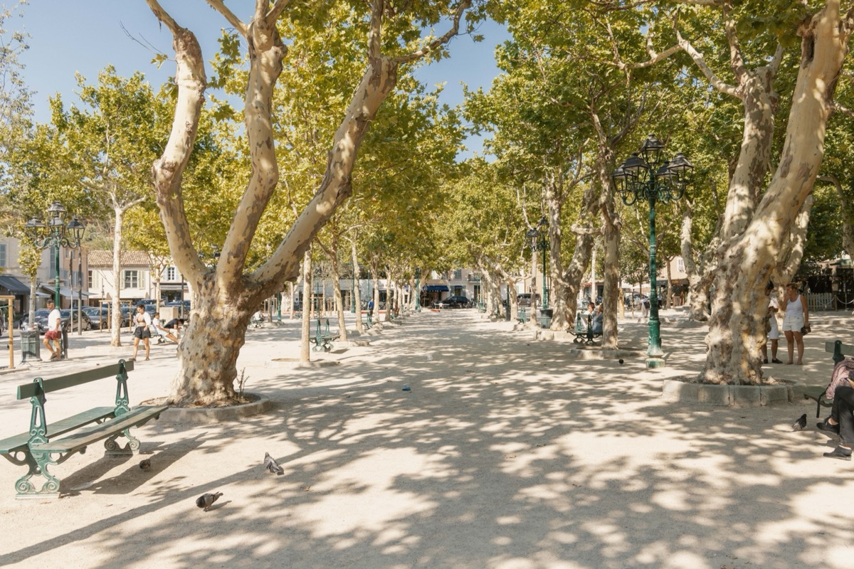 Place des Lices Saint-Tropez sous les platanes